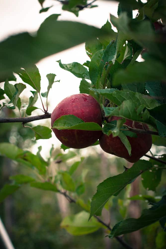 Apples in apple tree