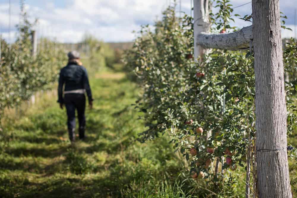 Back of a woman walking in an orchard