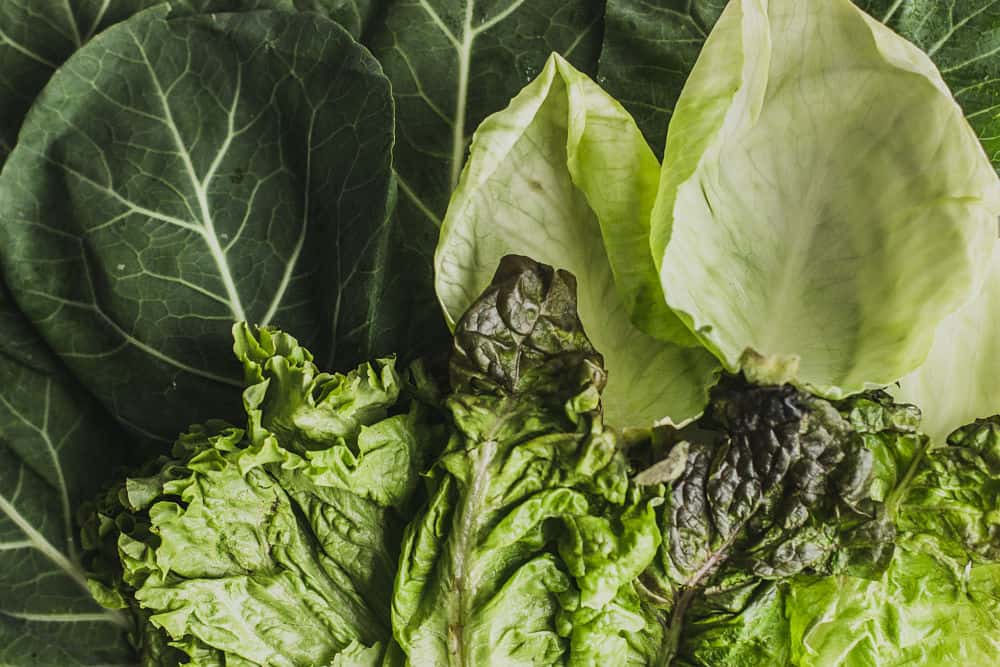 Close-up of different types of leaves: collard leaves, cabbage leaves, and lettuce leaves