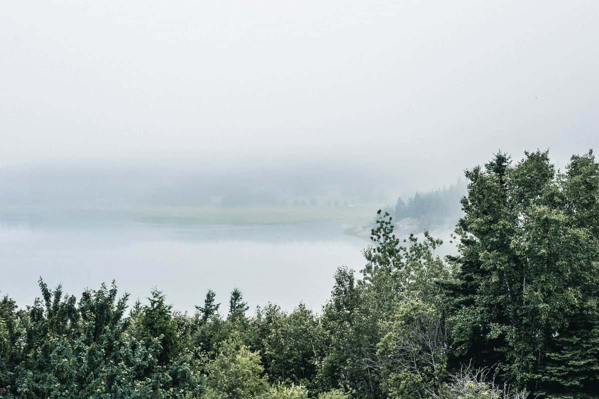 Misty landscape with conifers