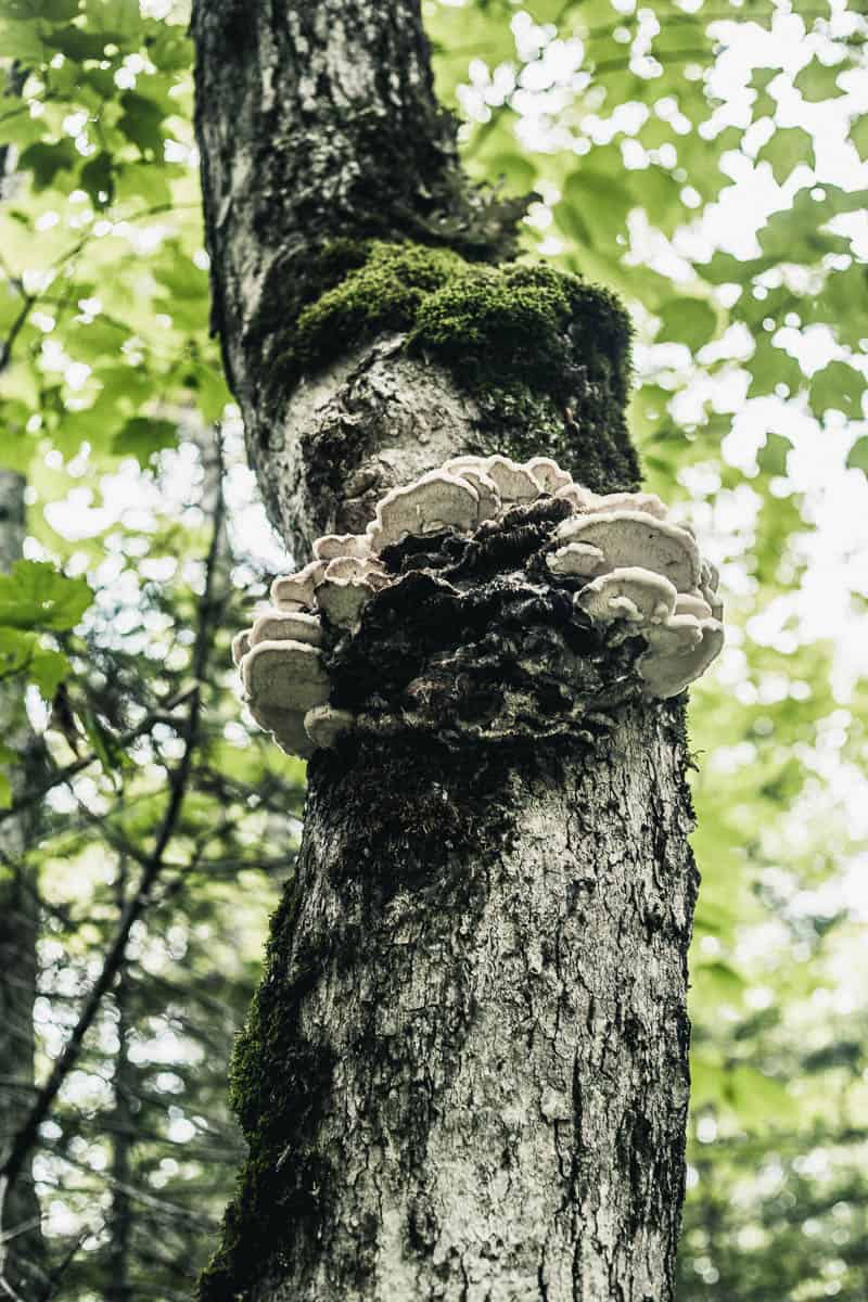 Mushrooms growing on a tree trunk